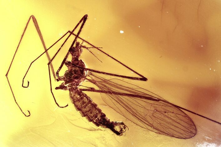 Detailed Fossil Crane Fly (Limoniidae) In Baltic Amber #372549